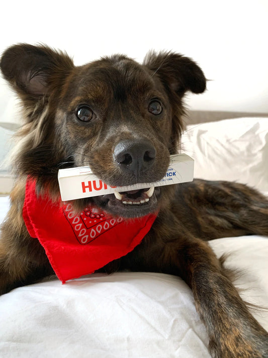 A dog wears a red bandanna and holds a product box in its mouth. 